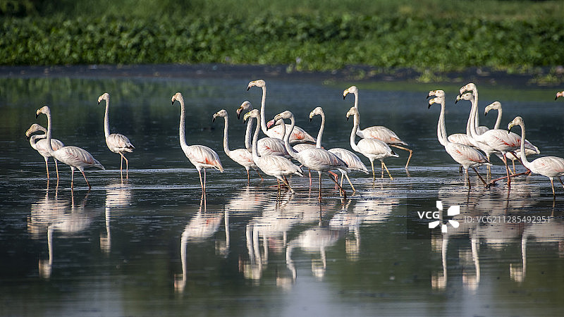 火烈鸟湖，古尔冈，印度，哈里亚纳邦图片素材