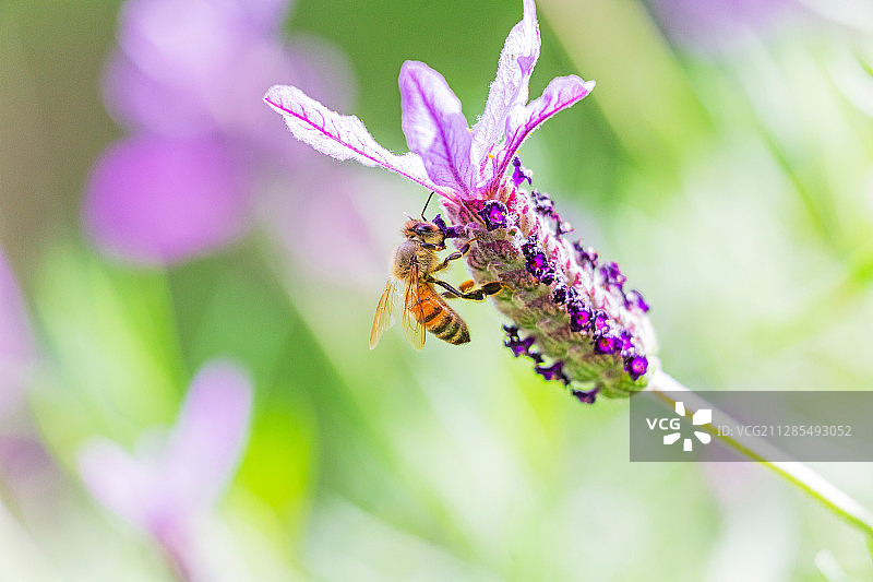 蜜蜂在花上的特写，奥克兰，新西兰，奥克兰地区图片素材