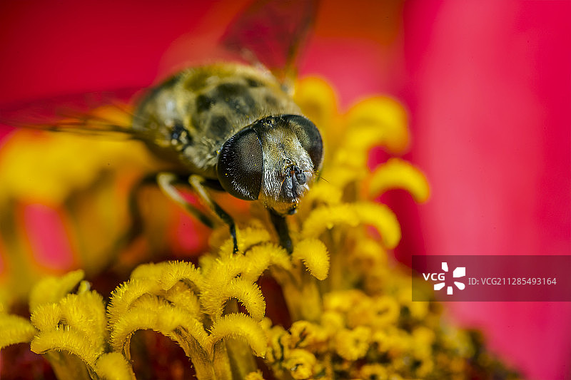靠近雄蕊的蜜蜂(葫芦科)，布加勒斯特，罗马尼亚图片素材