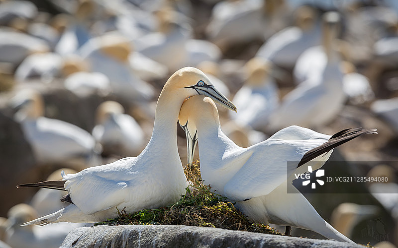 两个塘鹅(Morus)巢，巴利加里，爱尔兰共和国图片素材