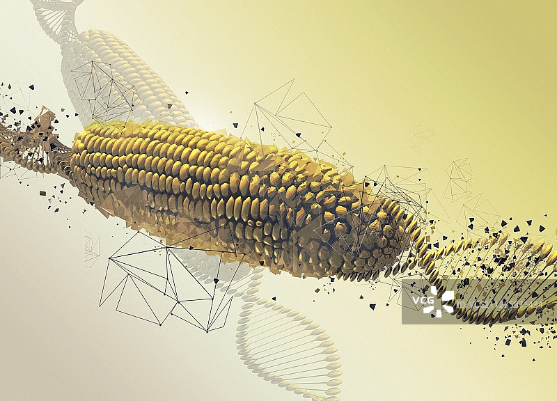 转基因玉米芯，插图图片素材