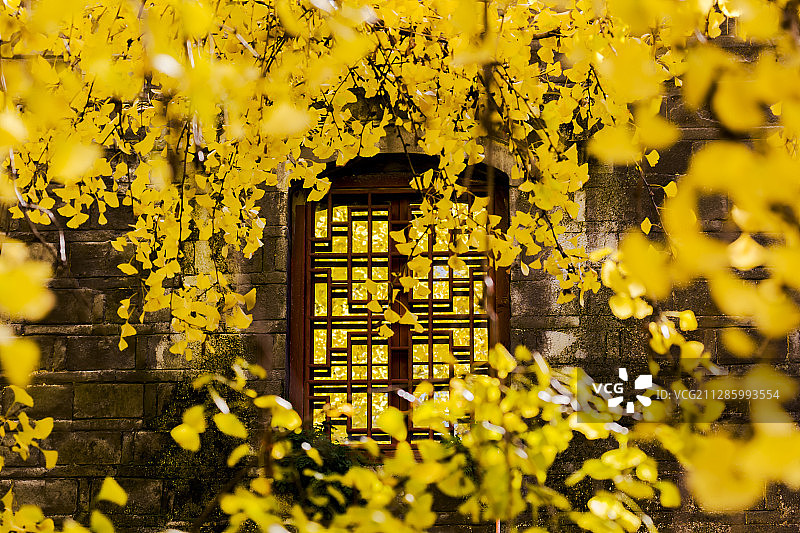 金色镜像——襄阳广德寺千年银杏黄图片素材