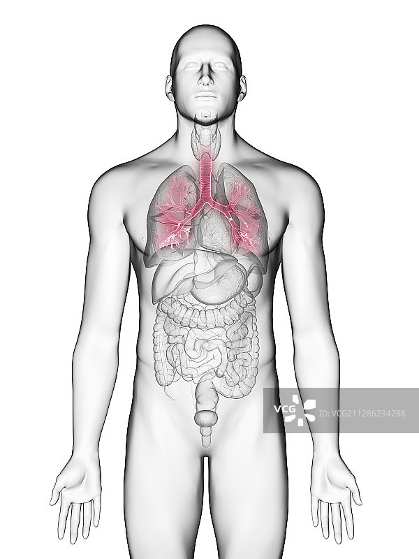 一个男人的支气管的插图图片素材