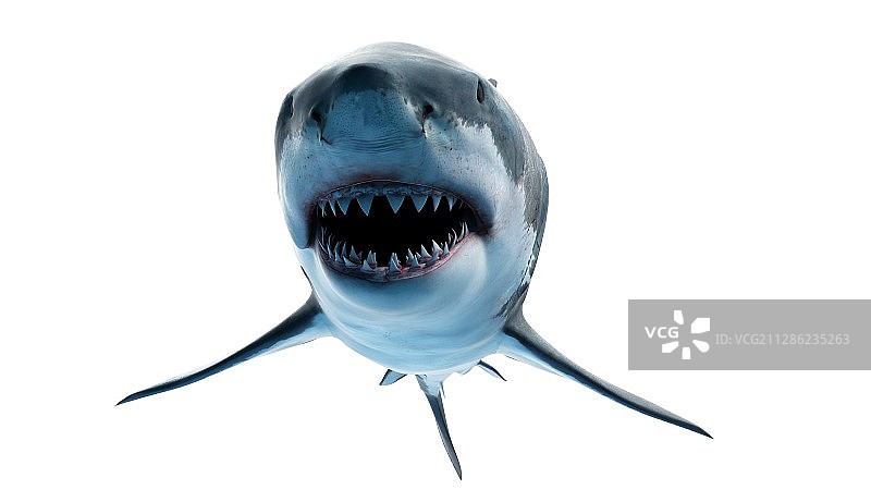 一个大白鲨的插图图片素材