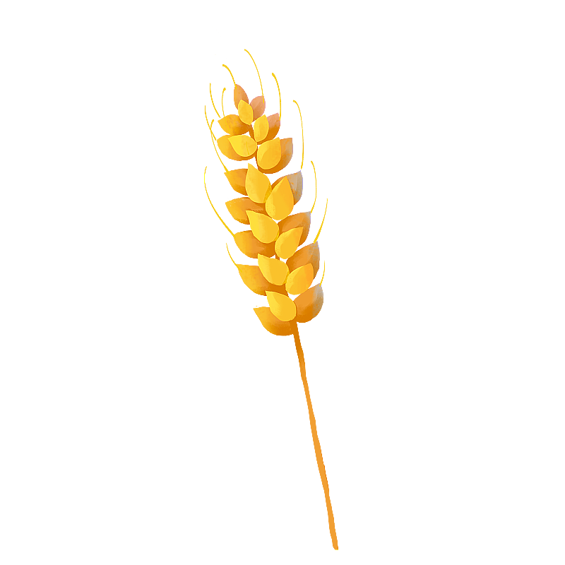 金黄色的麦穗 小麦元素图片素材