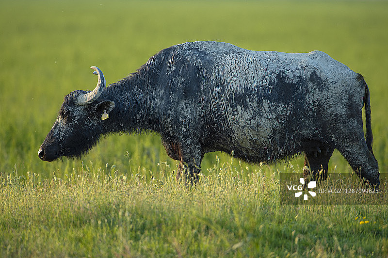 匈牙利基斯昆萨吉，普什塔泽保护区的水牛图片素材