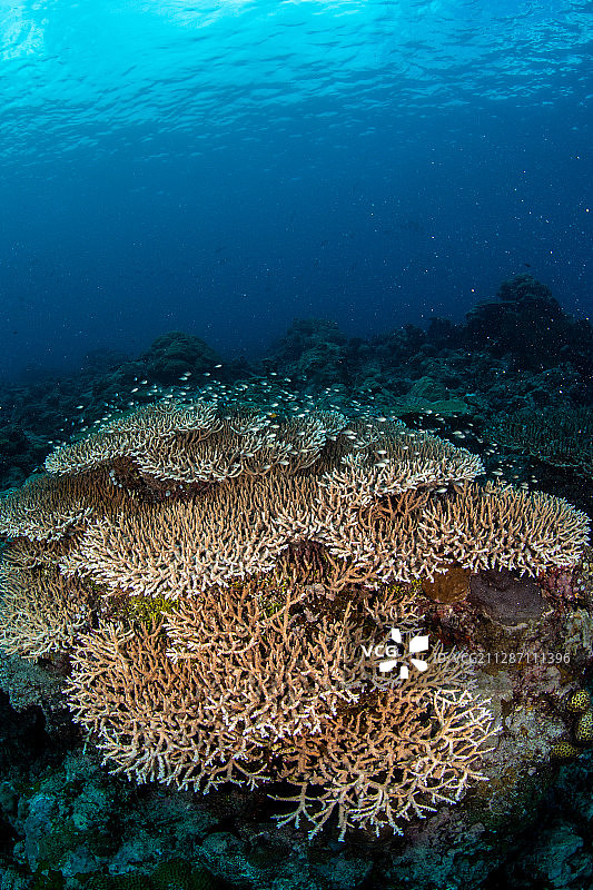 鹿角珊瑚和珊瑚鱼图片素材