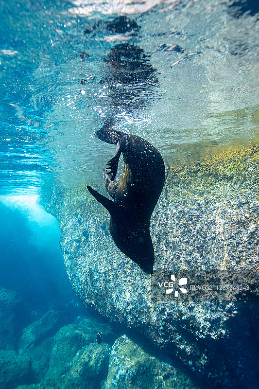 一只成年加拉帕戈斯海狮图片素材