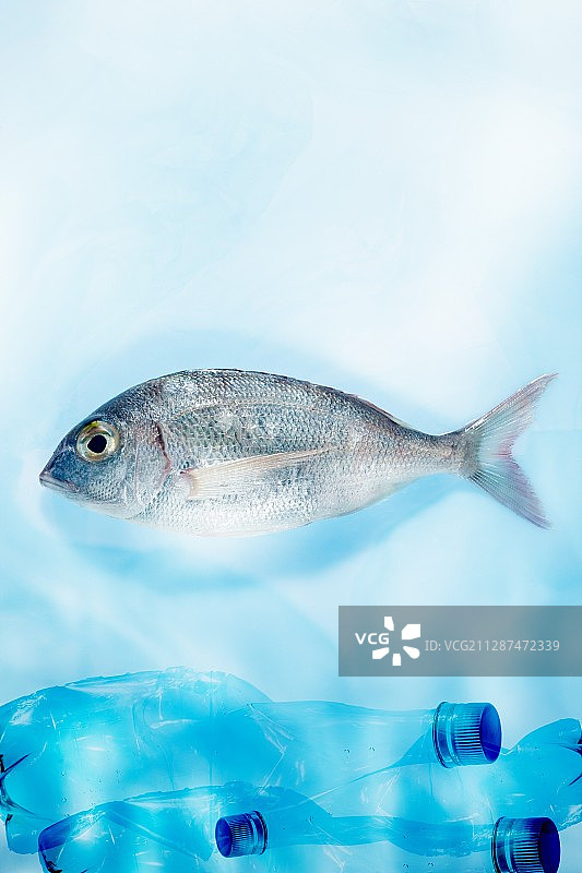 鱼和塑料污染，概念形象图片素材