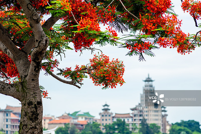 凤凰木是厦门市市树，集美学村周围，凤凰花正开在盛开图片素材