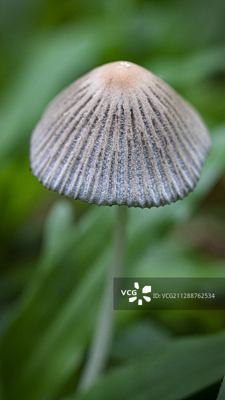 雨后，各种菌撑起小雨伞，在草地上形成独特的风景。图片素材