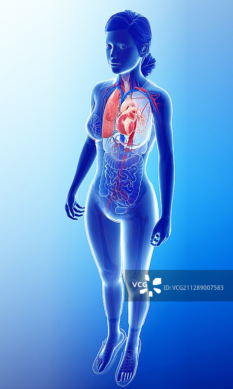 女性心肺系统，说明图片素材