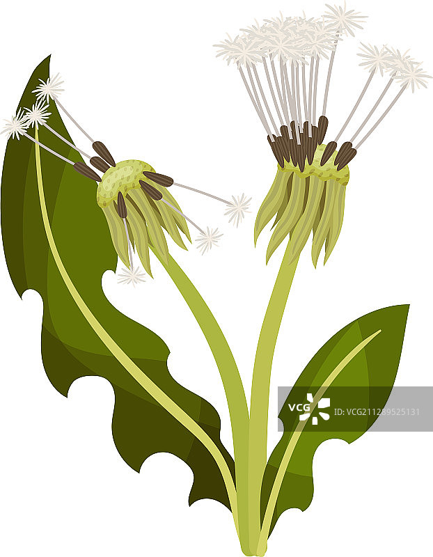 蒲公英花在茎上孤立在白色上图片素材