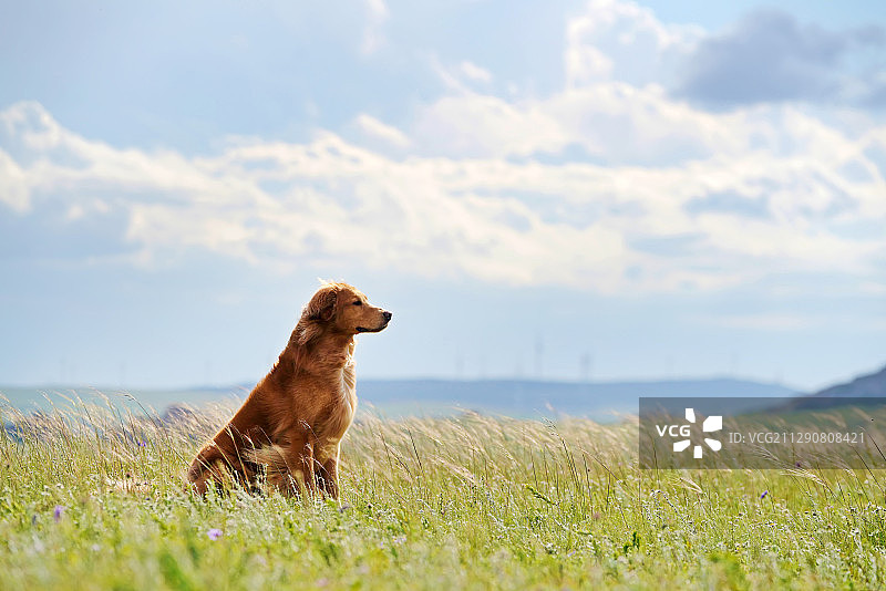 草原上的金毛巡回犬图片素材