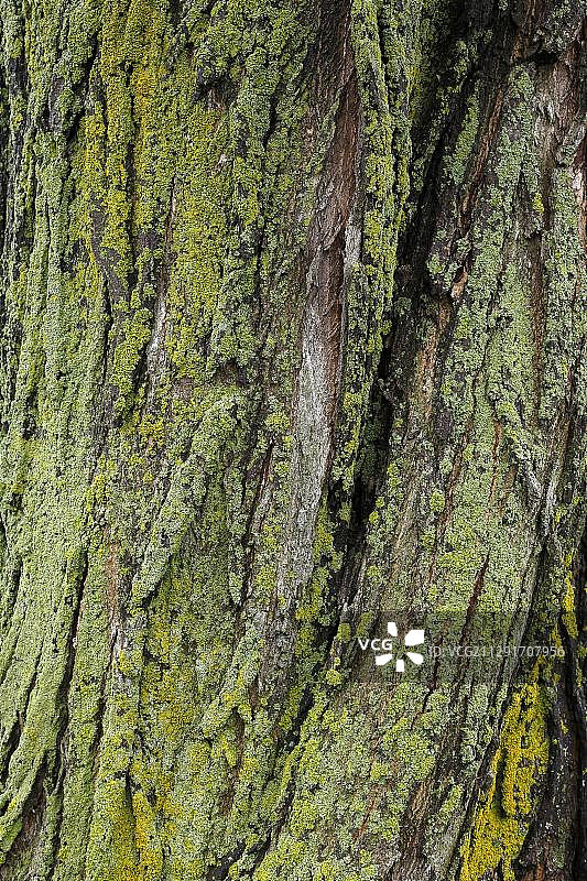 北美，加拿大魁北克省，树皮上的地衣图片素材