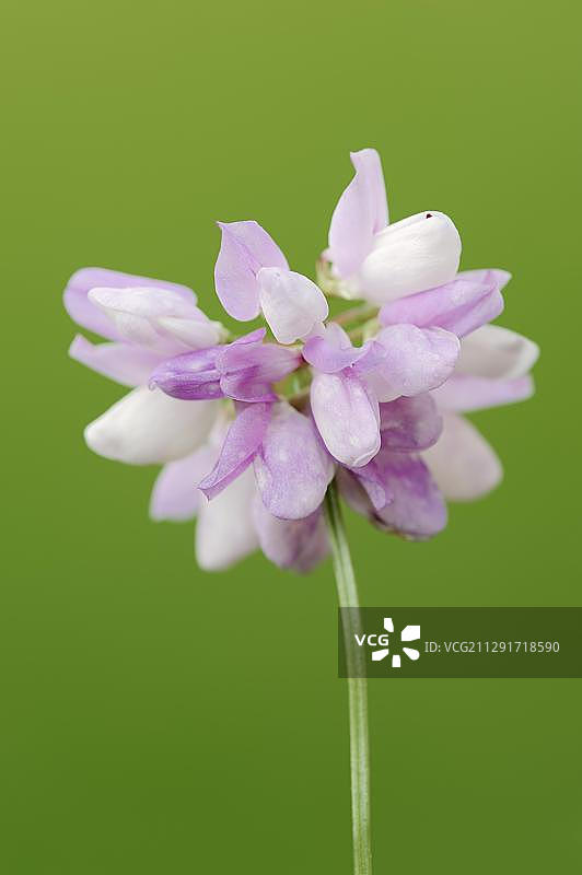 皇冠紫薇，开花，北莱茵-威斯特伐利亚，德国，欧洲图片素材