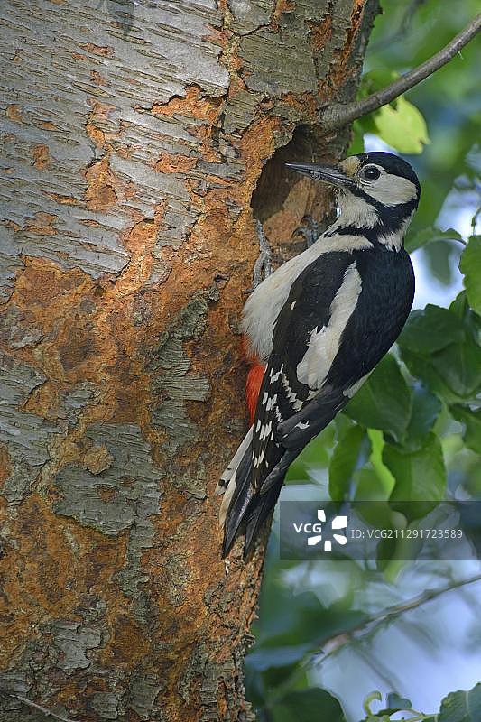 大斑啄木鸟(大斑啄木鸟)，下萨克森州，德国，欧洲图片素材