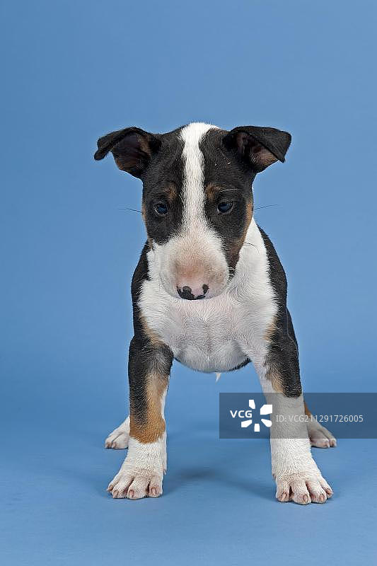 斗牛梗幼犬，6周，三色图片素材