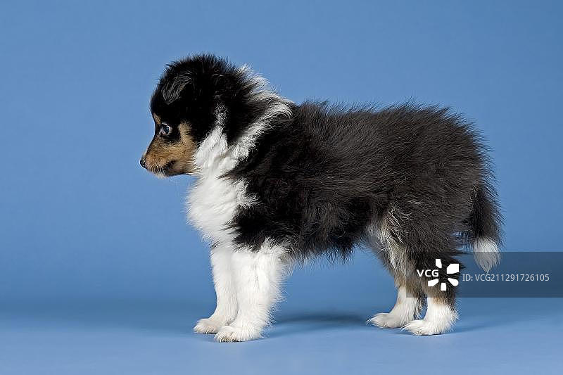 雪莉犬，幼犬，6周，三色图片素材