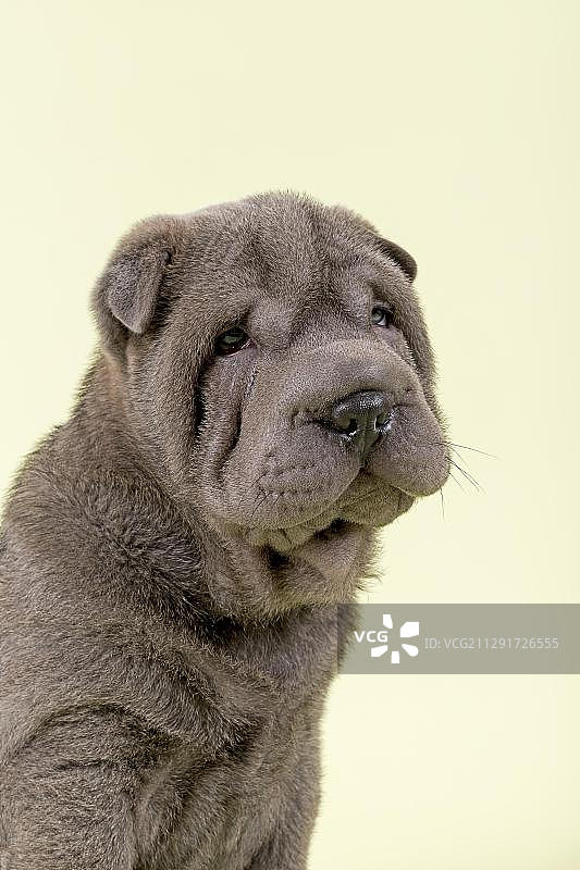 沙皮犬，8周大，雄性，蓝色图片素材