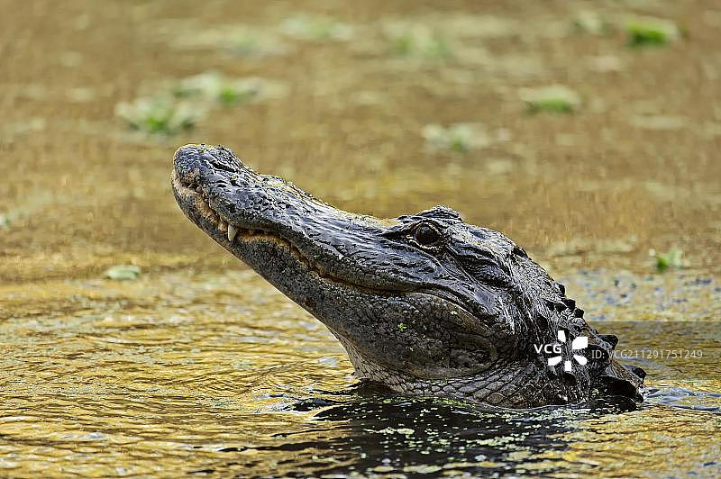 美洲短吻鳄(密西西比短吻鳄)在水里，螺旋沼泽保护区，佛罗里达，美国，北美图片素材