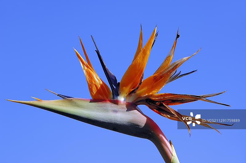 鹤鹤，鹤花或天堂鸟(鹤鹤)，花，原产于非洲南部，观赏植物图片素材