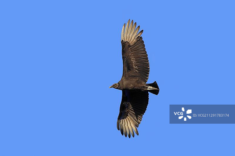 飞行中的黑秃鹫，米阿卡河州立公园，佛罗里达，美国，北美图片素材