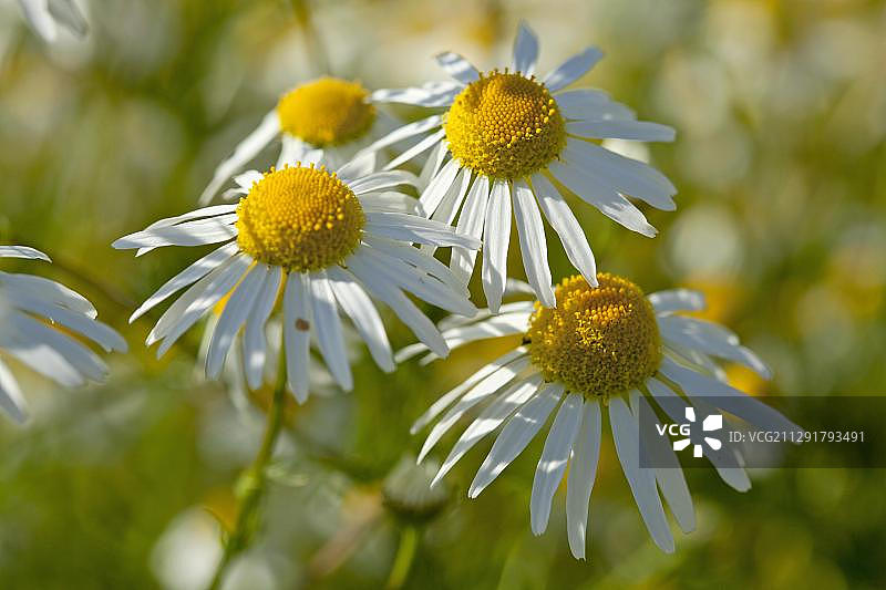 洋甘菊(洋甘菊)在洋甘菊草地上的花，石勒苏益格-荷尔斯泰因，德国，欧洲图片素材