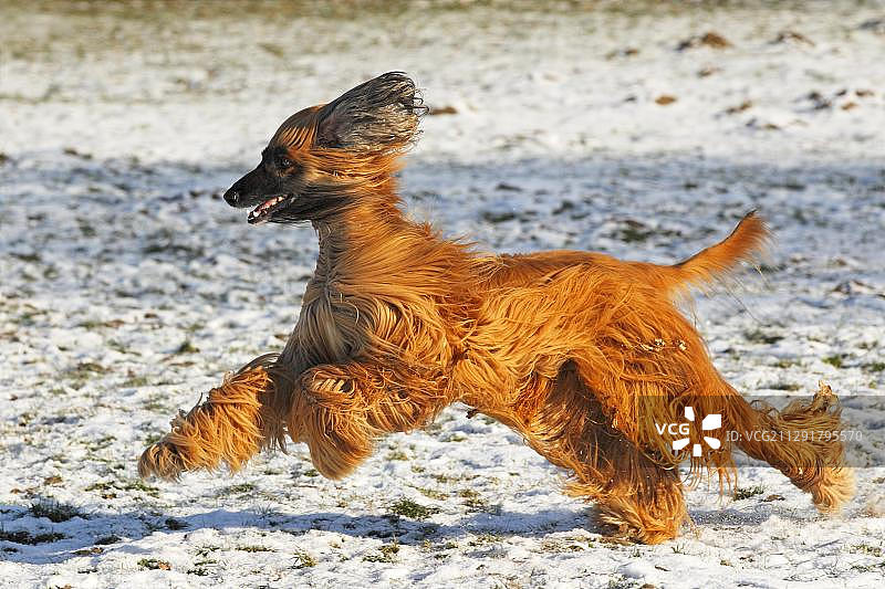 阿富汗狗(犬类狼疮)，雄性，在雪地里奔跑图片素材