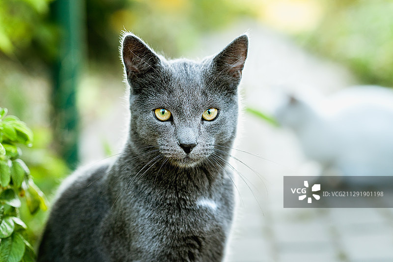 白俄罗斯Byalynichy，一只黑色家猫坐在街道上，背景是白色图片素材