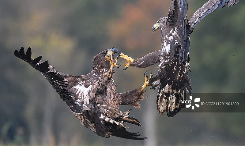 两只游隼(Falco peregrinus)在半空中战斗，波兰，kuyavian -博美尼亚Voivodeship, Baruchowo图片素材