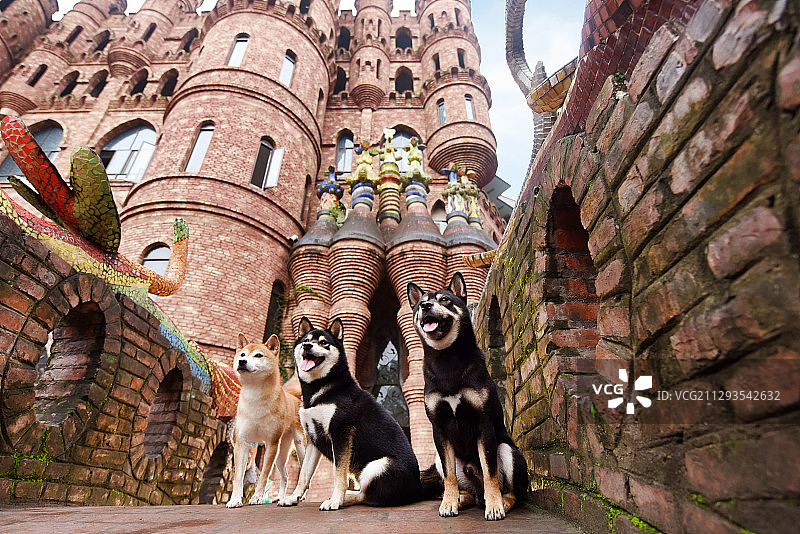 城堡里的柴犬图片素材