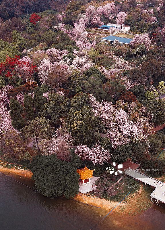 广州麓湖紫荆树图片素材