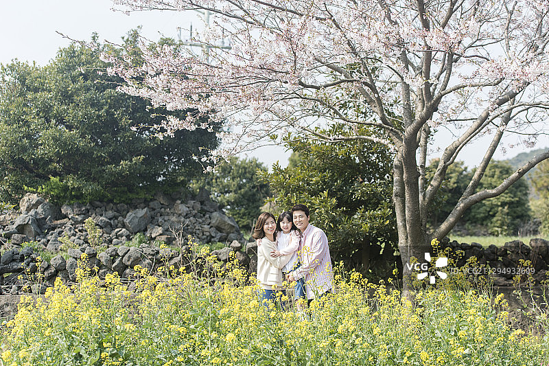 在樱花树下的油菜花旁，父母拥抱着女儿图片素材