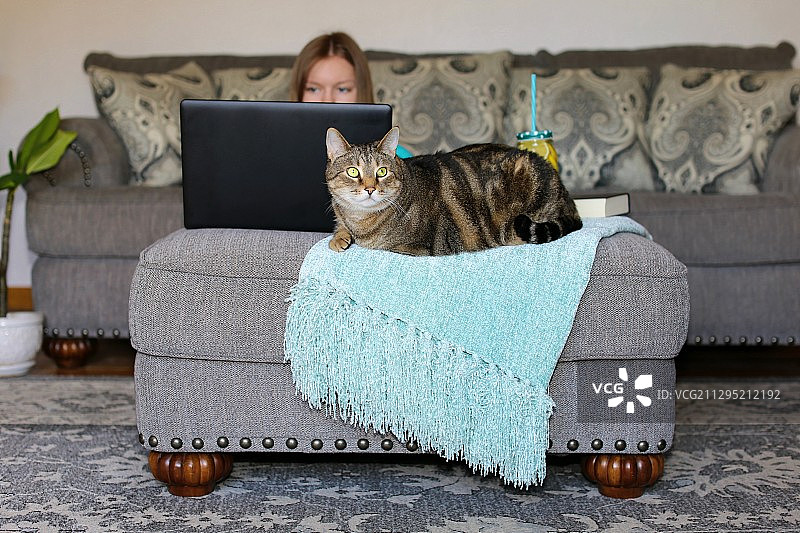 美国费尔蒙特，在家里用笔记本电脑工作的女孩和坐在沙发上的猫图片素材