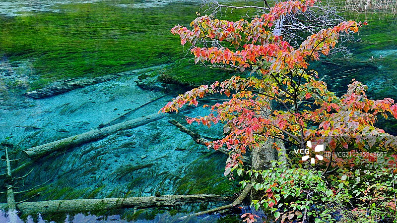 川西高原秋季最美风景，九寨沟风景区，彩林和碧蓝色的湖水图片素材