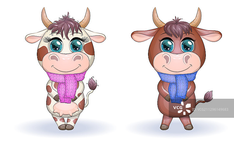 可爱的卡通夫妇母牛和戴着围巾的公牛图片素材