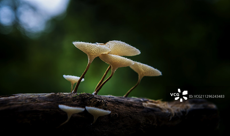 山涧小蘑菇图片素材