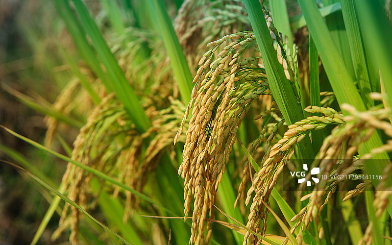 水稻稻穗特写图片素材