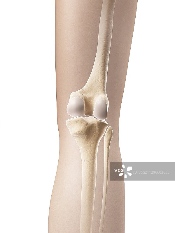 人体膝关节，插图图片素材