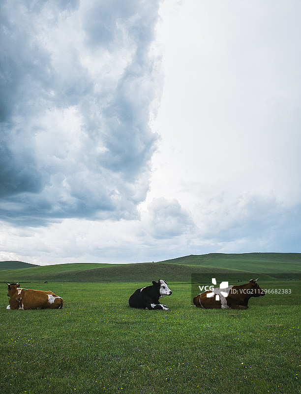 牛与自然图片素材