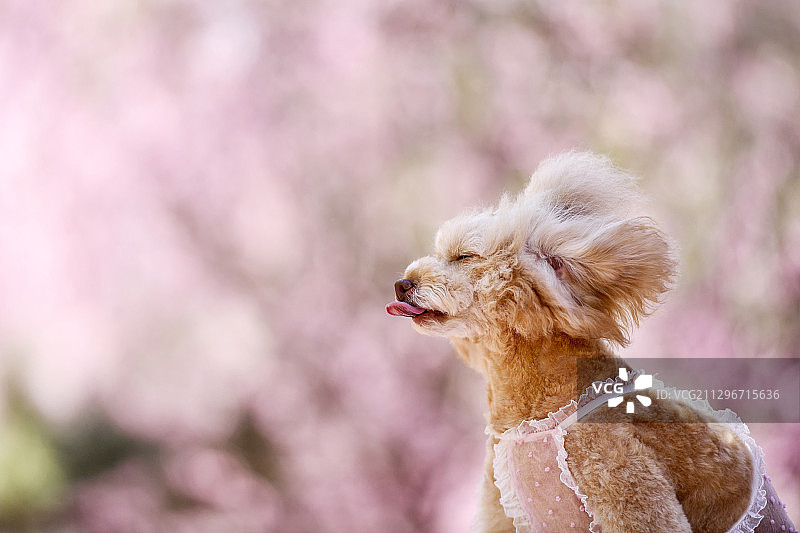 樱花树下的贵宾犬图片素材