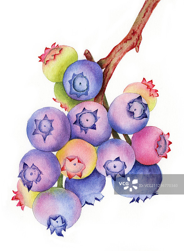 手绘水彩水果浆果蓝莓插画图片素材