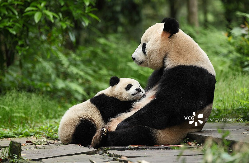 熊猫图片素材