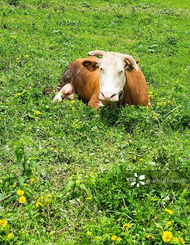 牛儿在上坡上晒太阳悠闲吃草图片素材