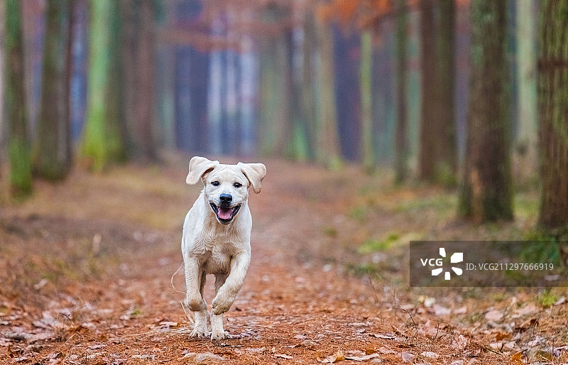 狗在森林里奔跑的肖像图片素材