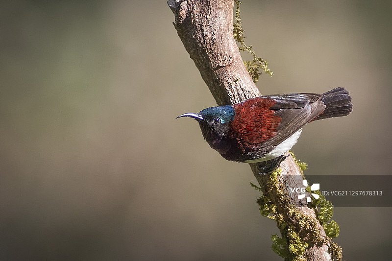 鸟栖息在树枝上的特写，丹德利，印度图片素材