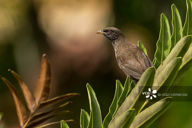 鸟栖息在植物上的特写，蓬塔卡纳，多米尼加共和国图片素材