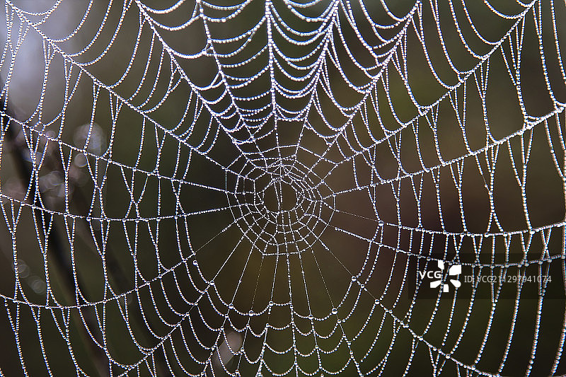 全帧拍摄的湿蜘蛛网，贝尼亚尔斯，西班牙图片素材