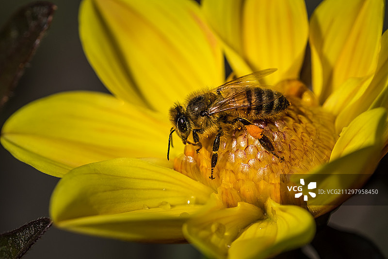 蜜蜂在德国汉诺威黄花上授粉的特写图片素材